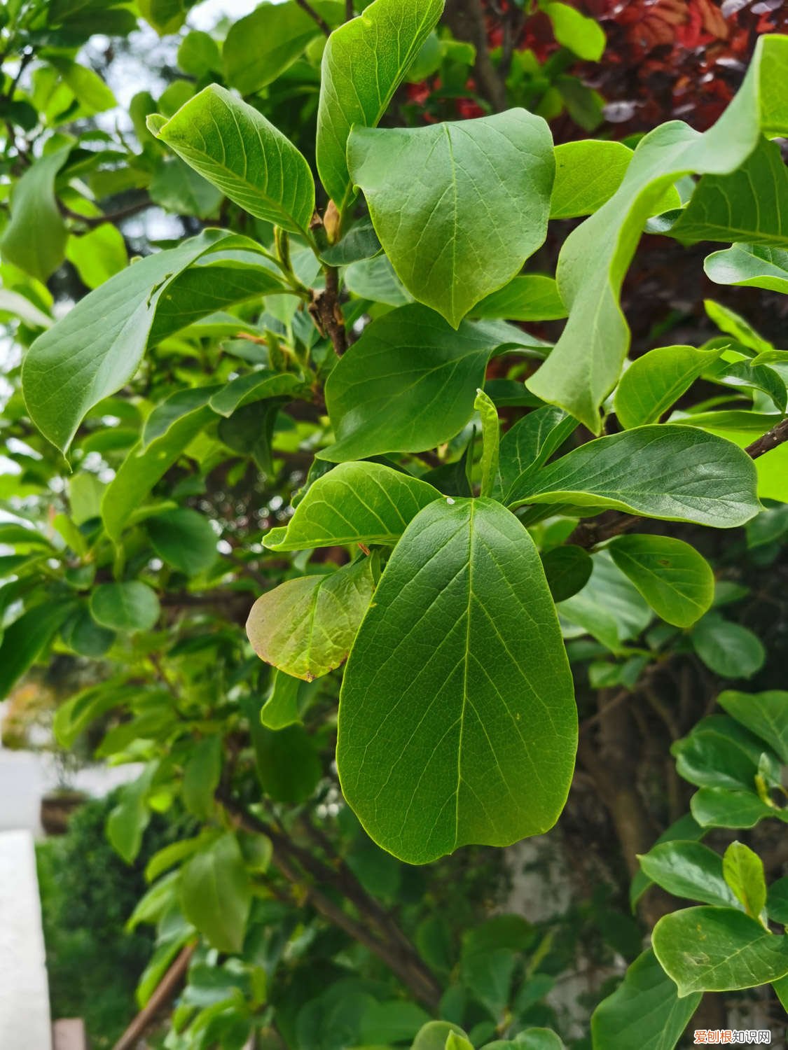 玉兰花栽培方法和技术 玉兰花栽培方法