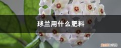 球兰应该施什么肥 球兰用什么肥料