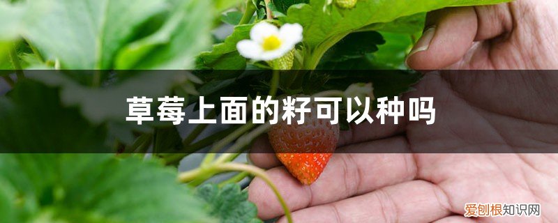 草莓上的草莓籽可以种吗 草莓上面的籽可以种吗