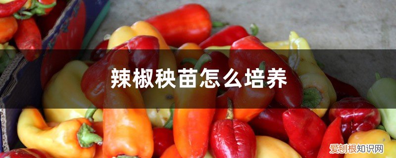 辣椒秧苗的栽种方法 辣椒秧苗怎么培养