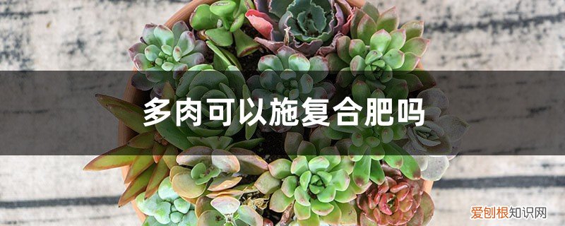 多肉能施复合肥吗 多肉可以施复合肥吗