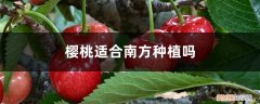 俄罗斯8号大樱桃适合南方种植吗 樱桃适合南方种植吗