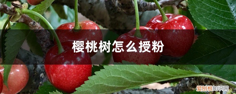 樱桃树授粉药什么时候打最好 樱桃树怎么授粉
