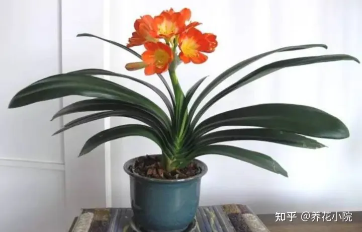 花开富贵盆栽植物,5种“富贵花”,适合过年养,漂亮又喜庆