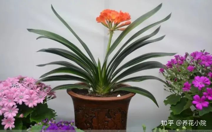 花开富贵盆栽植物,5种“富贵花”,适合过年养,漂亮又喜庆
