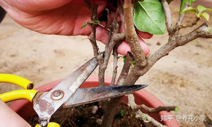 冬天剪花枝好吗视频教程，家里有5种花，天冷记得剪一次，明年长得旺多开花