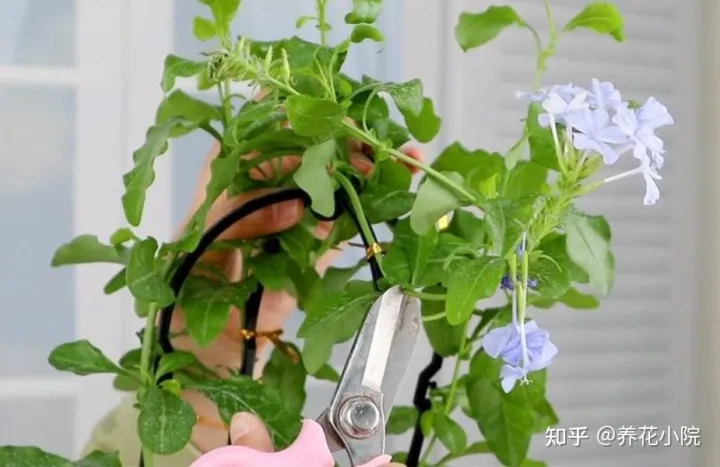 冬天剪花枝好吗视频教程，家里有5种花，天冷记得剪一次，明年长得旺多开花