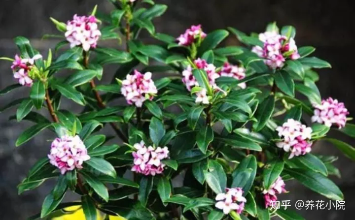 冬天还能给花施肥吗,冬天养4种花,别去停肥,蹭蹭长花苞