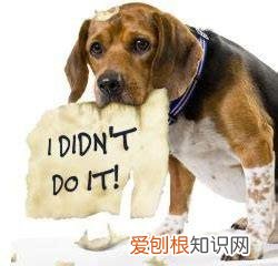 《猫》短文阅读及答案，关于猫狗的12条冷知识，快来看看能答对几题？