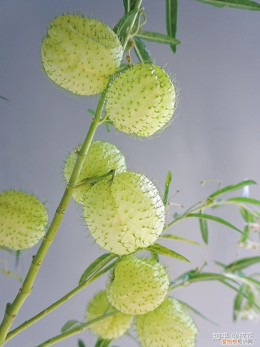 花材的状况及配合要求，花艺师必学的花材养护篇！