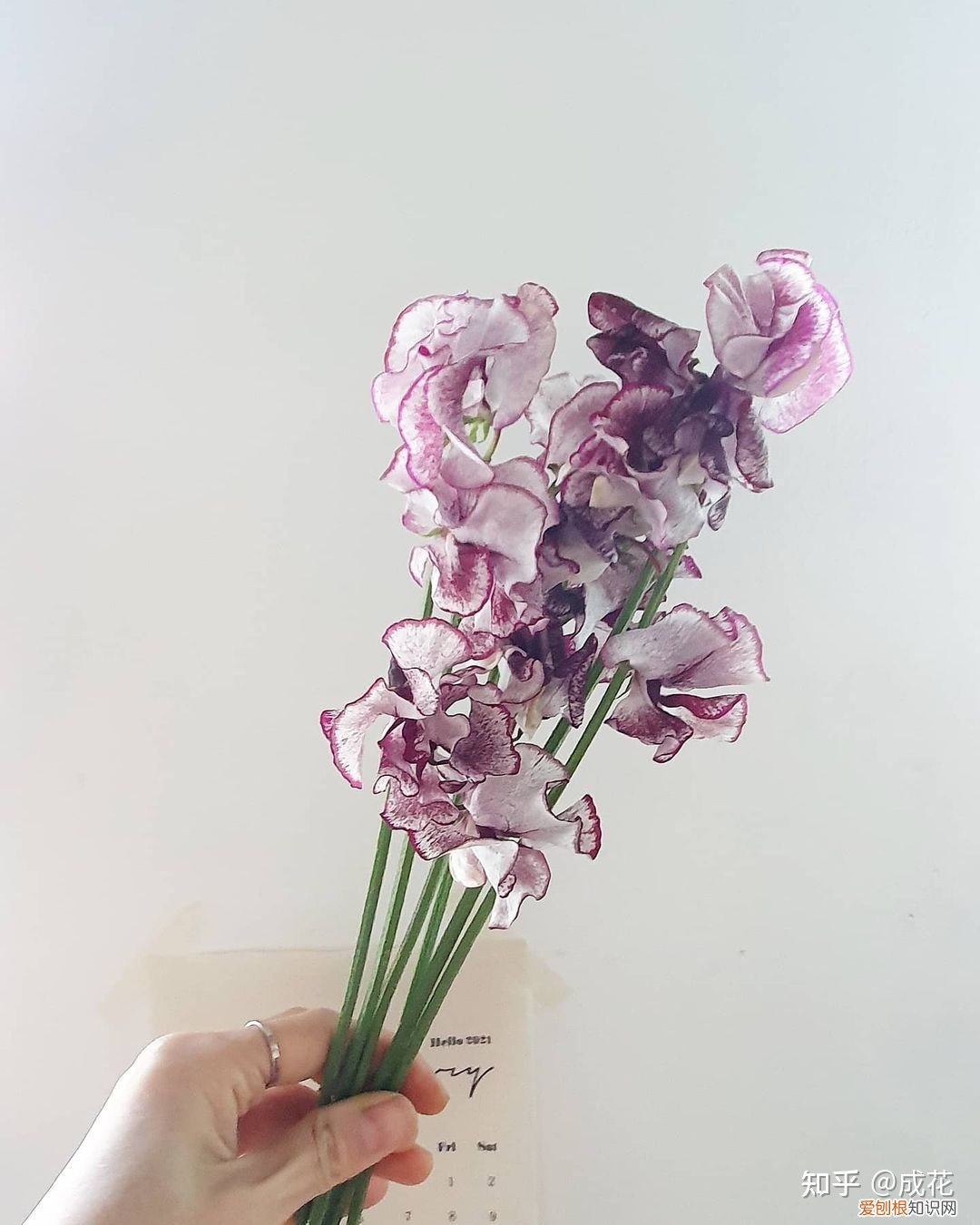 花材的状况及配合要求，花艺师必学的花材养护篇！