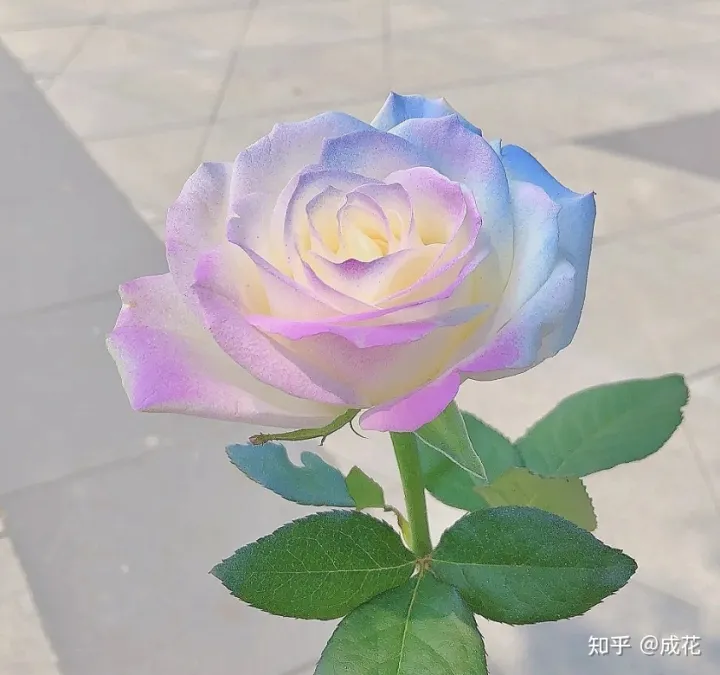 花材的状况及配合要求，花艺师必学的花材养护篇！