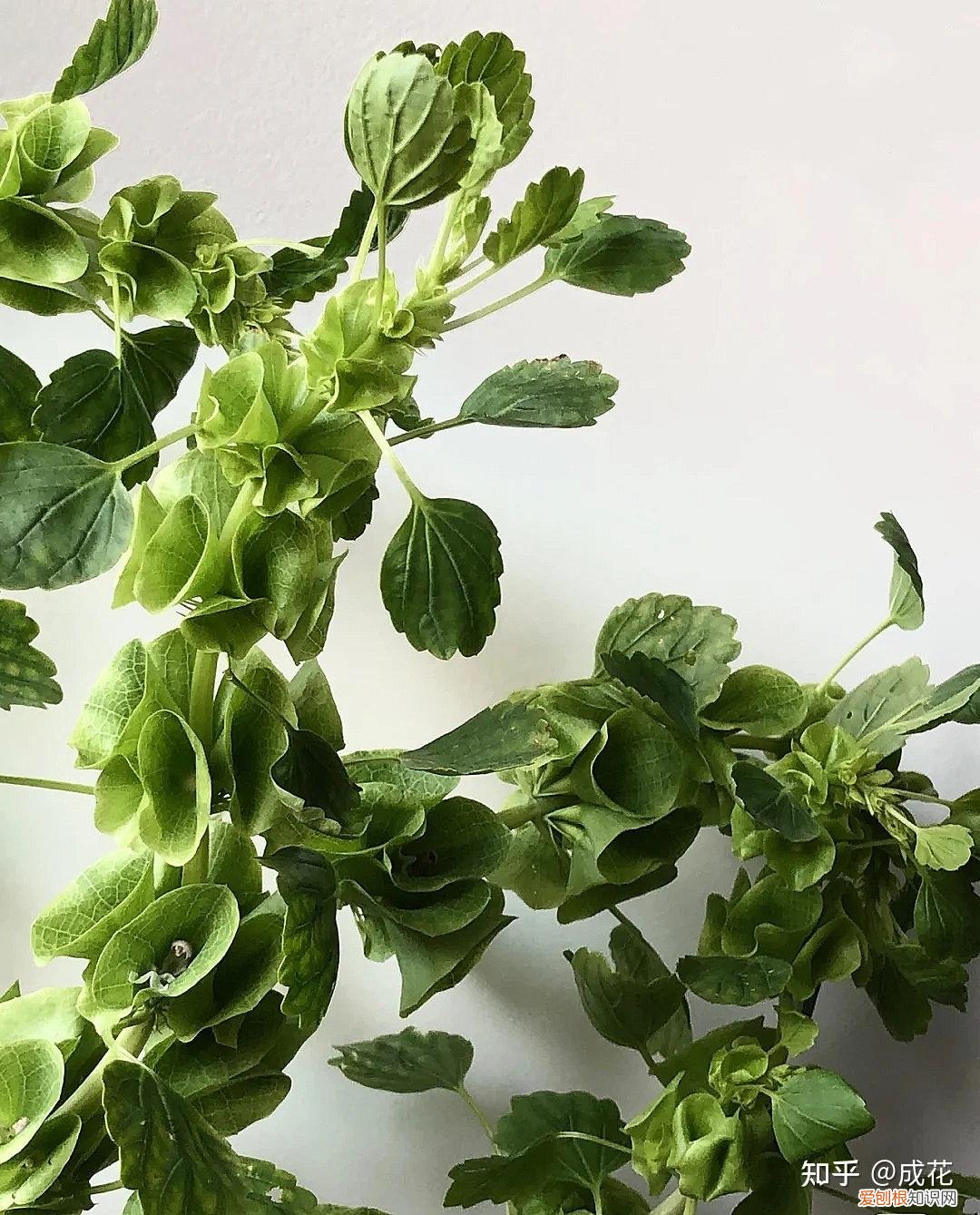 花材的状况及配合要求，花艺师必学的花材养护篇！
