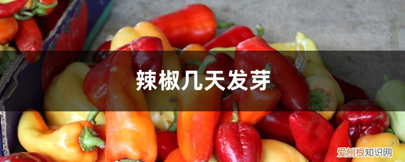 辣椒一般几天发芽 辣椒几天发芽