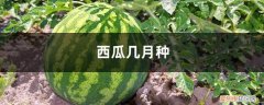 西瓜几月种几月收 西瓜几月种