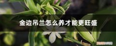 金边吊兰怎么养才能更旺盛呢 金边吊兰怎么养才能更旺盛