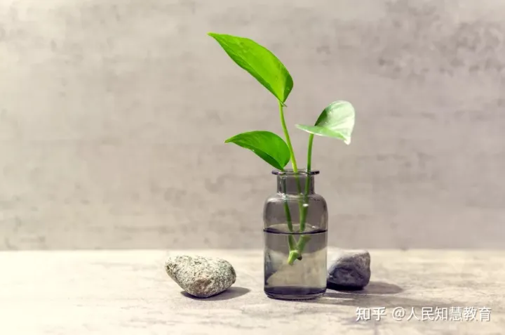 又可爱又有趣的植物有哪些，做个又有趣又爱学习的人吧！盘点那些可可爱爱又好养的绿植！