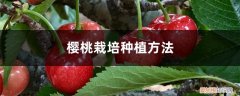 樱桃的种植栽培技术 樱桃栽培种植方法