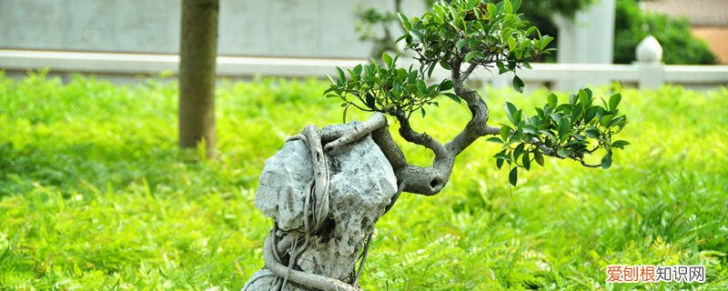 枯死的盆景还能活吗 枯死盆景复活的方法