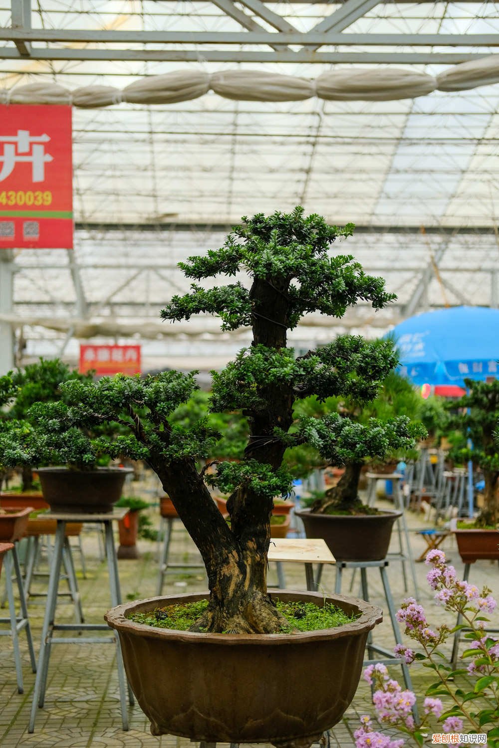 枯死的盆景还能活吗 枯死盆景复活的方法