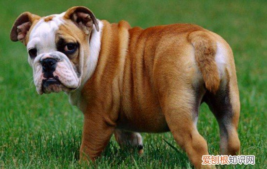 恶霸犬在不在禁养名单 恶霸犬为啥禁养