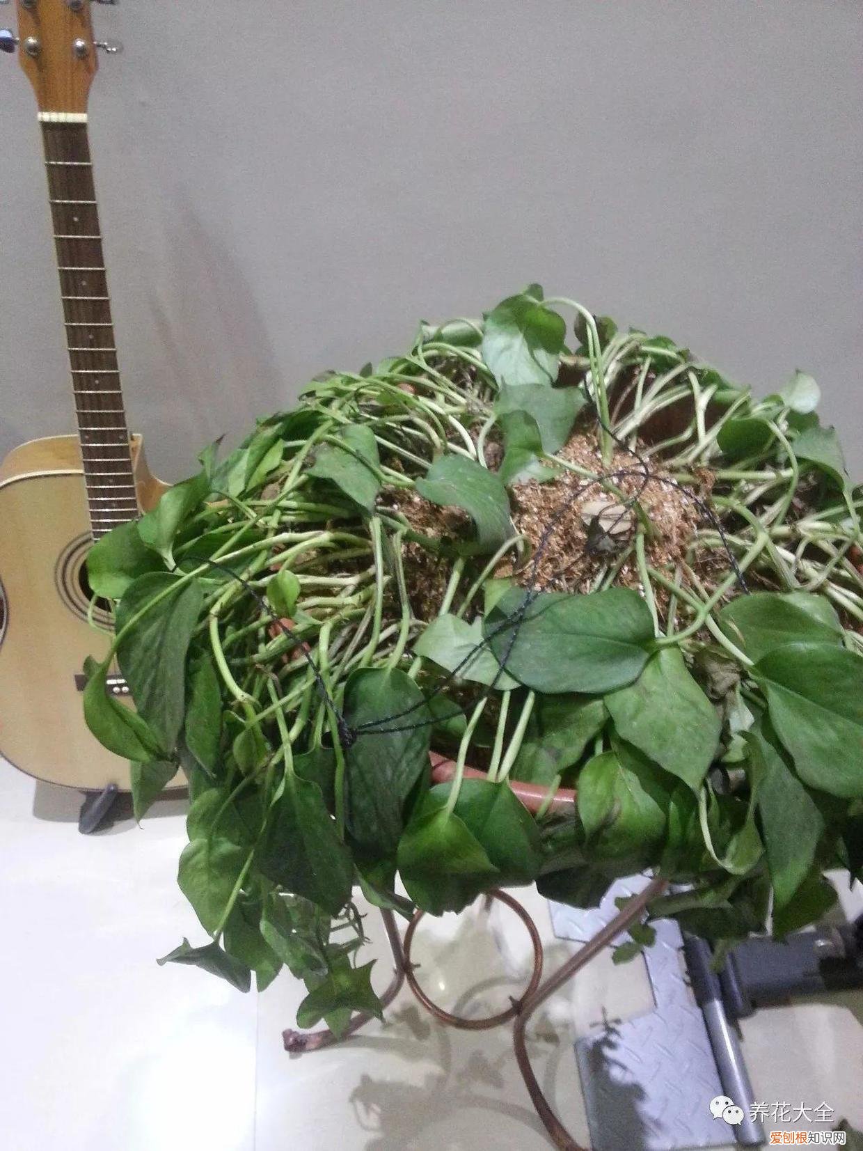 新买了盆花如何处理，新手养花，注意5点问题，了解这些再买花，防止养一盆烂一盆