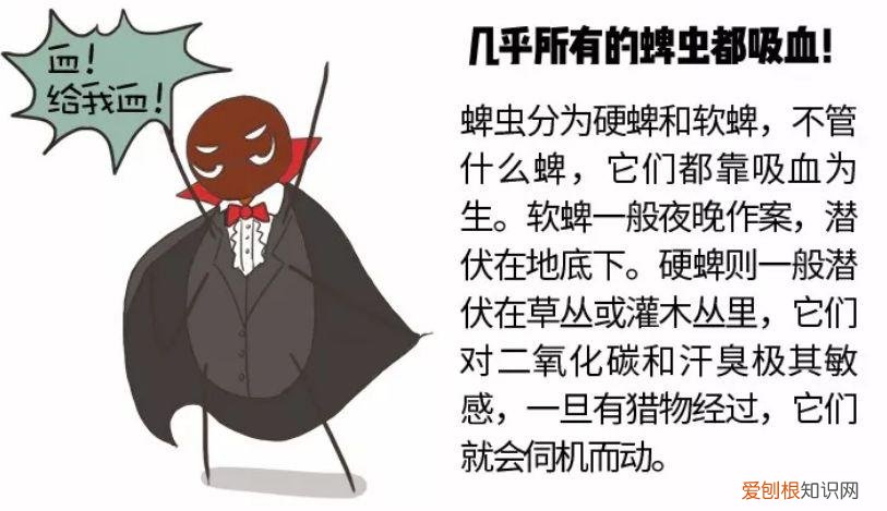关于宠物的问题大全，宠物知识“四六级”考卷，你敢来和新员工小王一决高下吗？