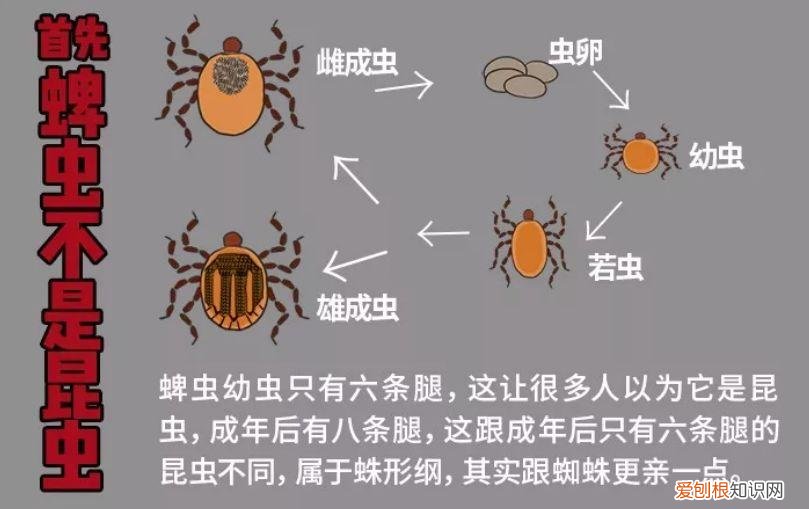 关于宠物的问题大全，宠物知识“四六级”考卷，你敢来和新员工小王一决高下吗？