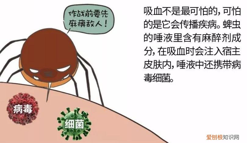 关于宠物的问题大全，宠物知识“四六级”考卷，你敢来和新员工小王一决高下吗？