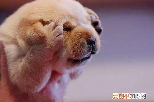 关于宠物的问题大全，宠物知识“四六级”考卷，你敢来和新员工小王一决高下吗？