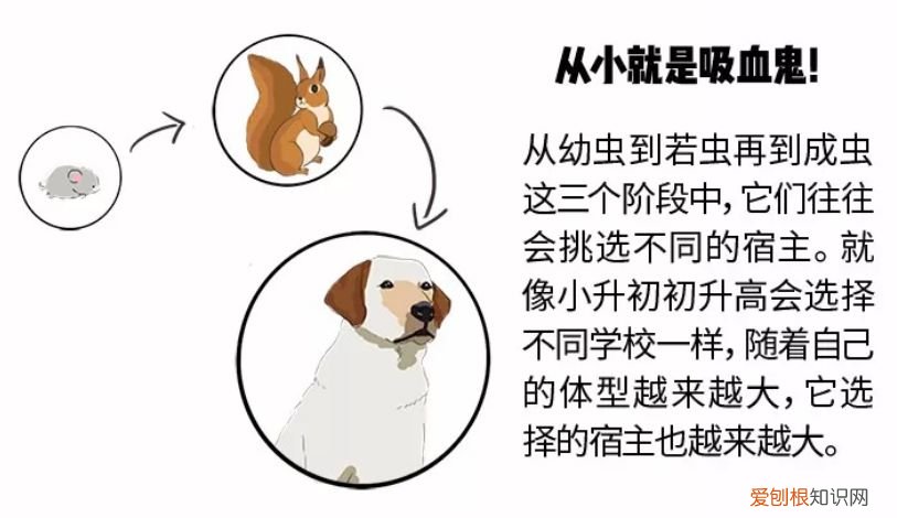 关于宠物的问题大全，宠物知识“四六级”考卷，你敢来和新员工小王一决高下吗？
