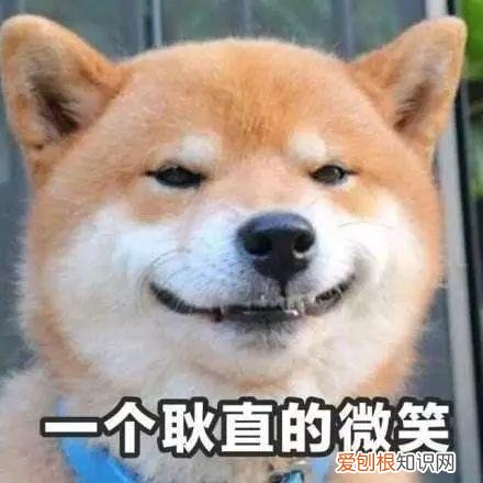 关于宠物的问题大全，宠物知识“四六级”考卷，你敢来和新员工小王一决高下吗？