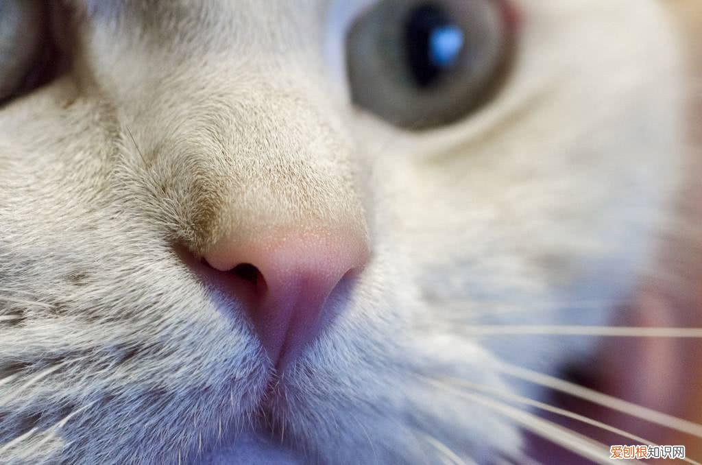 一只猫的知识有哪些，10道猫咪冷知识考题，看看你能答对几道题？