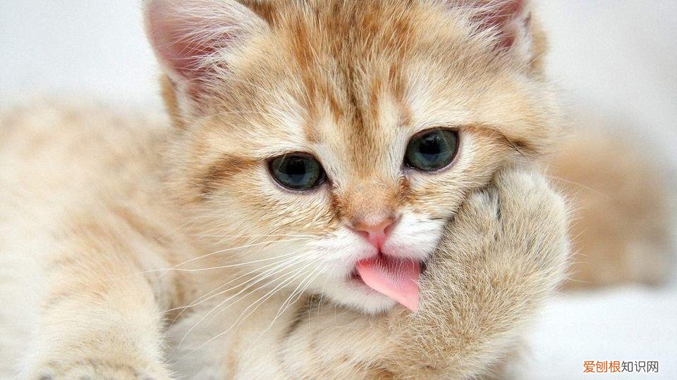 一只猫的知识有哪些，10道猫咪冷知识考题，看看你能答对几道题？
