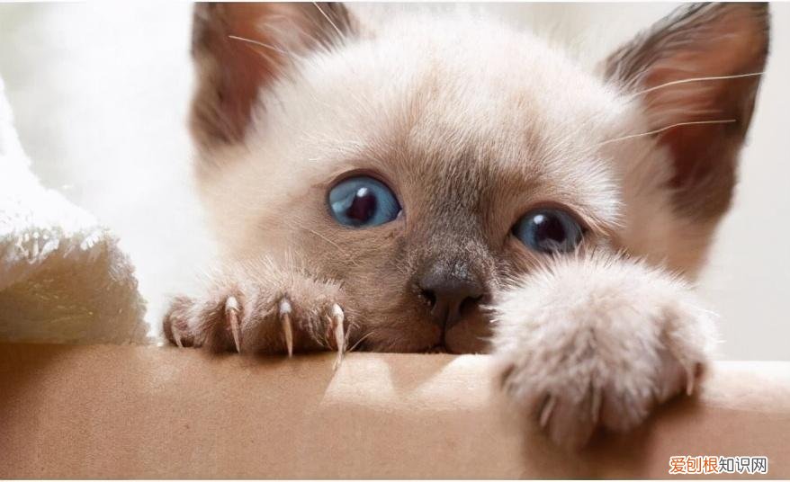 一只猫的知识有哪些，10道猫咪冷知识考题，看看你能答对几道题？