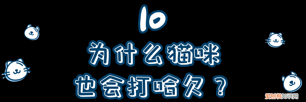 一只猫的知识有哪些，10道猫咪冷知识考题，看看你能答对几道题？