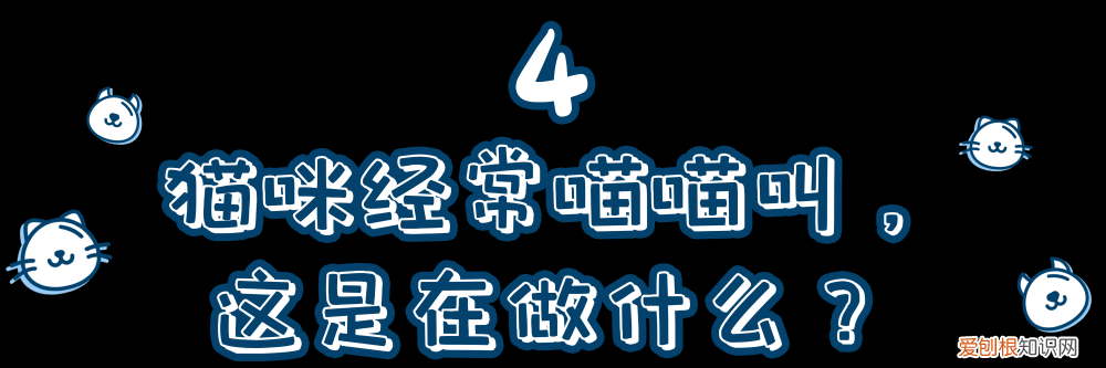 一只猫的知识有哪些，10道猫咪冷知识考题，看看你能答对几道题？