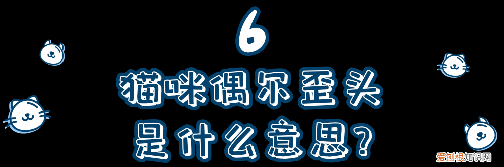 一只猫的知识有哪些，10道猫咪冷知识考题，看看你能答对几道题？