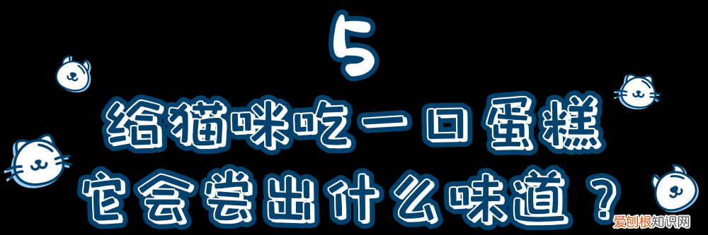 一只猫的知识有哪些，10道猫咪冷知识考题，看看你能答对几道题？
