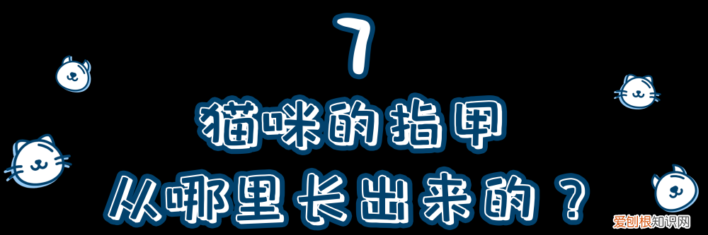一只猫的知识有哪些，10道猫咪冷知识考题，看看你能答对几道题？