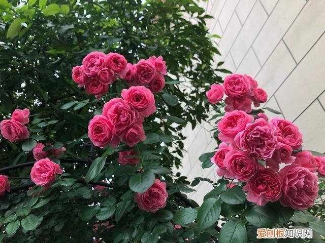 养花知识养花百科，15条养花“养花”知识攻略，最全面常见养花问题，值得你阅读收藏
