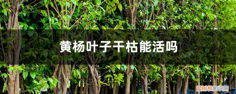 黄杨叶子干枯能活吗图片 黄杨叶子干枯能活吗