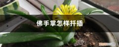 佛手花的扦插方法 佛手掌怎样扦插