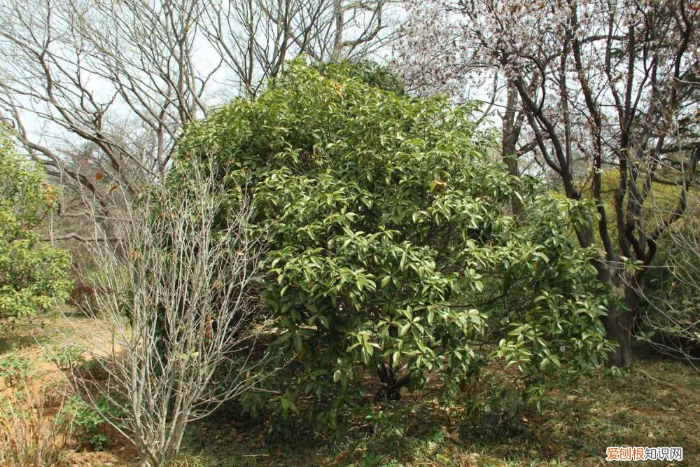 桂花树怎样移植 桂花树移植怎保成活