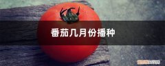 番茄几月份播种几月份栽 番茄几月份播种