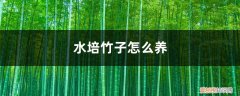 水培竹子怎么养叶子不黄 水培的竹子怎么养