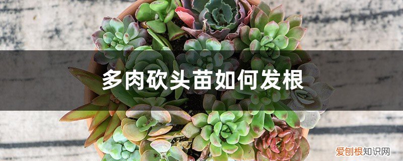 砍下来的多肉怎么发根 多肉砍头苗如何发根
