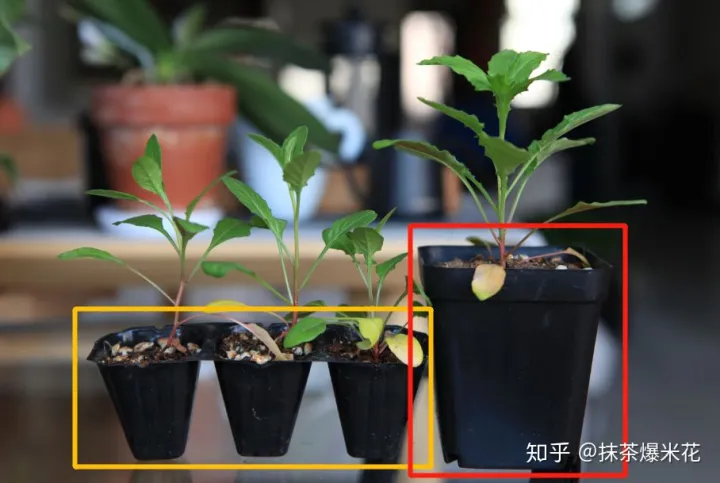 12 养花草的土怎样配制，【养花必看】园艺小知识——用了这样的配土，草花只能越长越好