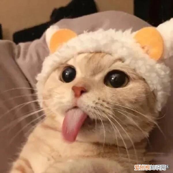 猫狗的特点是什么，一道有点难的选择题：猫咪和狗狗，到底哪个才是你的最佳宠物