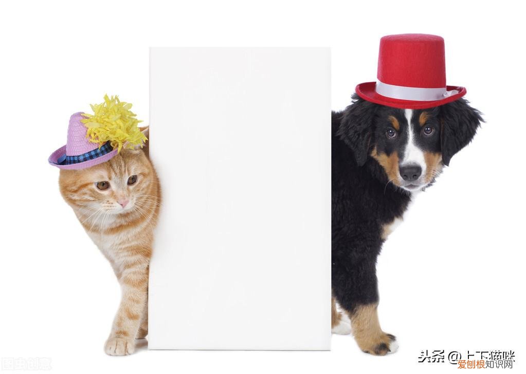 猫狗的特点是什么，一道有点难的选择题：猫咪和狗狗，到底哪个才是你的最佳宠物